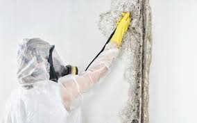 Best Mold Damage Restoration  in USA